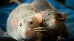 Industrijske in domače podgane